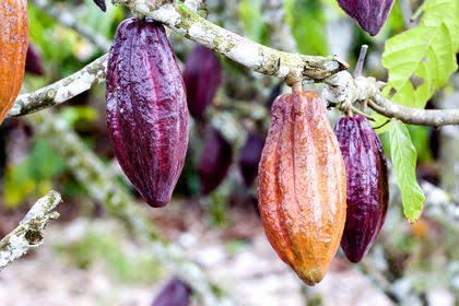 Ghana Agro Products